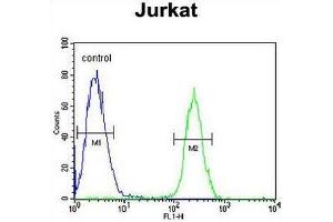 RNF8 Antibody flow cytometric analysis of Jurkat cells (right histogram) compared to a negative control cell (left histogram). (RNF8 抗体)