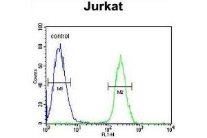RNF8 Antibody flow cytometric analysis of Jurkat cells (right histogram) compared to a negative control cell (left histogram).