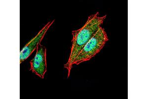 Immunofluorescence analysis of Hela cells using TFAP2A mouse mAb (green).