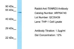 Western Blotting (WB) image for anti-Thioredoxin Reductase 3 (TXNRD3) (Middle Region) antibody (ABIN2789949)