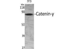 Western Blot analysis of various cells using Catenin-γ Polyclonal Antibody diluted at 1:2000.