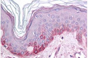 Human Skin (formalin-fixed, paraffin-embedded) stained with KCNK13 antibody ABIN214785 at 5 ug/ml followed by biotinylated goat anti-rabbit IgG secondary antibody ABIN481713, alkaline phosphatase-streptavidin and chromogen. (KCNK13 抗体  (C-Term))