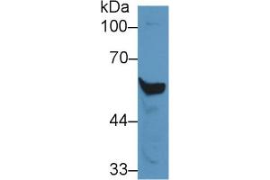 Rabbit Capture antibody from the kit in WB with Positive Control: Mouse liver lysate. (CYP2E1 ELISA 试剂盒)