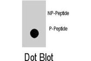 Dot blot analysis of NOMO1 (phospho S1205) polyclonal antibody  on nitrocellulose membrane. (NOMO1 抗体  (pSer1205))