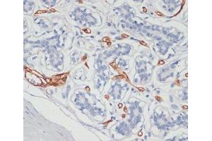 Immunohistochemistry of paraffin-embedded Human breast using CD36 Polyclonal Antibody at dilution of 1:200 (40x lens). (CD36 抗体)