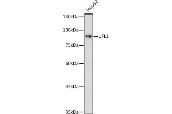 UFL1 anticorps