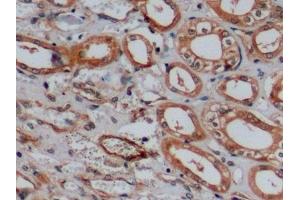 Detection of CD15 in Human Kidney Tissue using Polyclonal Antibody to Cluster Of Differentiation 15 (CD15)