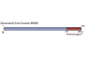 Image no. 3 for anti-Minichromosome Maintenance Complex Component 2 (MCM2) (AA 725-888) antibody (ABIN968122) (MCM2 抗体  (AA 725-888))