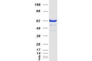 Western Blotting (WB) image for Glucokinase (Hexokinase 4) Regulator (GCKR) protein (Myc-DYKDDDDK Tag) (ABIN2721763)