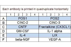 Image no. 1 for Rat Cytokine Array Q1 (ABIN625800) (大鼠 Cytokine Array Q1)