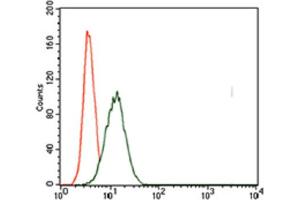 Immunohistochemical analysis of paraffin-embedded cervical cancer tissues using T antibody with DAB staining. (T Antigen (AA 257-309) 抗体)