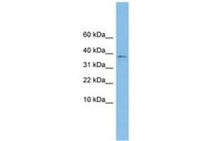 Image no. 1 for anti-Kelch Domain Containing 9 (KLHDC9) (AA 215-264) antibody (ABIN6744918) (KLHDC9 抗体  (AA 215-264))