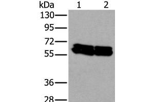 Western blot analysis of HEPG2 and Hela cell lysates using ZNF207 Polyclonal Antibody at dilution of 1:300 (ZNF207 抗体)