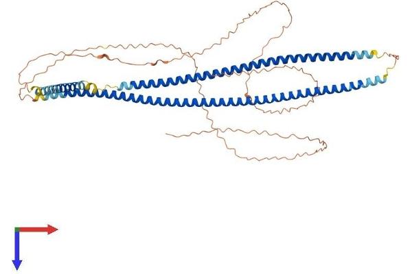 Keratin 10 Protein (KRT10) (AA 1-584) (His tag)