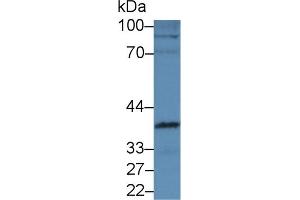 Western Blot; Sample: Mouse Heart lysate; Primary Ab: 5µg/ml Rabbit Anti-Mouse INHbE Antibody Second Ab: 0.
