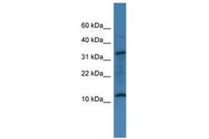 Image no. 1 for anti-Chromosome 14 Open Reading Frame 177 (C14ORF177) (AA 20-69) antibody (ABIN6746425) (C14ORF177 抗体  (AA 20-69))