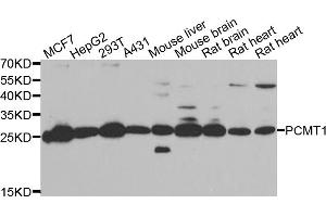 Western blot analysis of extracts of various cell lines, using PCMT1 antibody (ABIN5974029) at 1/1000 dilution. (PCMT1 抗体)