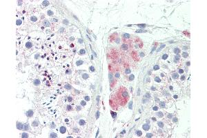 Anti-LY6G6F antibody IHC staining of human testis. (LY6G6F 抗体  (AA 51-100))