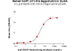 CD47 (CD47) (AA 19-141) protein (mFc-His Tag)
