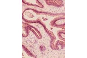 Immunohistochemistry analysis of frozen human prostate section stained using HO-2 pAb. (HMOX2 抗体)