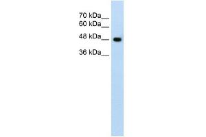 SLC38A1 antibody used at 1.