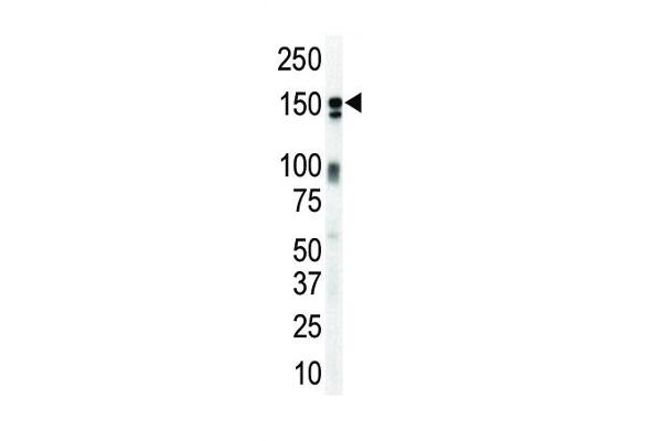 ERBB3 抗体  (N-Term)