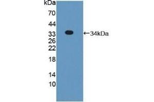 Detection of Recombinant PNPO, Mouse using Polyclonal Antibody to Pyridoxamine-5'-Phosphate Oxidase (PNPO) (PNPO 抗体  (AA 1-261))