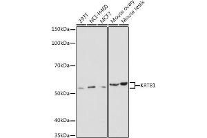 Western blot analysis of extracts of various cell lines, using KRT81 antibody (ABIN6130515, ABIN6143041, ABIN6143042 and ABIN6220433) at 1:1000 dilution. (KRT81 抗体  (AA 240-390))