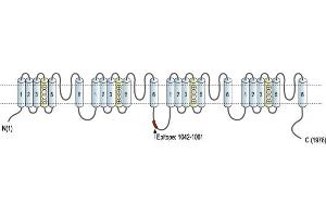 Representative domain view of the target of ABIN7043651.