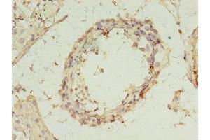 Immunohistochemistry of paraffin-embedded human testis tissue using ABIN7168287 at dilution of 1:100 (REXO4 抗体  (AA 1-422))