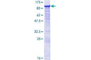 POGK Protein (AA 1-609) (GST tag)