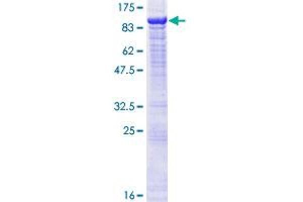 POGK Protein (AA 1-609) (GST tag)