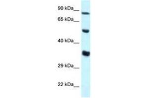 Image no. 1 for anti-Zinc Finger Protein 232 (ZNF232) (AA 34-83) antibody (ABIN6747612) (ZNF232 抗体  (AA 34-83))