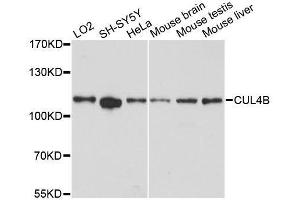 Western blot analysis of extracts of various cell lines, using CUL4B antibody.