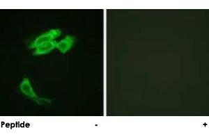 Immunofluorescence analysis of HeLa cells, using PEA15 polyclonal antibody . (PEA15 抗体  (Ser116))