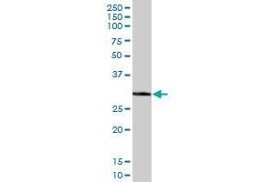 ECH1 MaxPab polyclonal antibody. (ECH1 抗体  (AA 1-328))