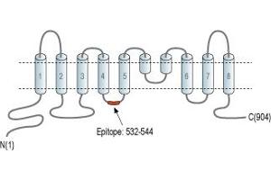 Representative domain view of the target of ABIN7042929. (Anoctamin 5 抗体  (2nd Cytoplasmic Loop))