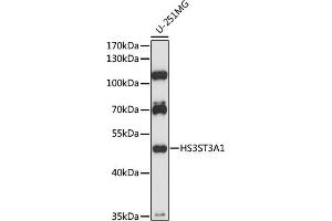 Western blot analysis of extracts of U-251MG cells, using HS3ST3 antibody (6474) at 1:1000 dilution. (HS3ST3A1 抗体  (AA 44-140))