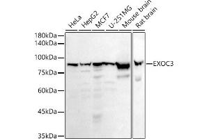 Western blot analysis of extracts of various cell lines, using EXOC3 antibody (ABIN7267060) at 1:1000 dilution. (EXOC3 抗体)