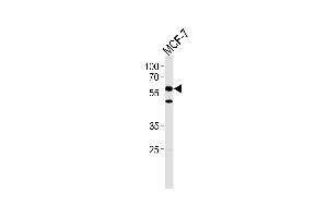 HCDC7L1 Antibody (M9) (ABIN1882165 and ABIN2841618) western blot analysis in MCF-7 cell line lysates (35 μg/lane). (CDC7 抗体  (N-Term))