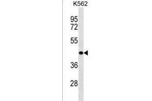 ZNF73 Antibody (N-term) (ABIN1538897 and ABIN2838158) western blot analysis in K562 cell line lysates (35 μg/lane). (ZNF73 抗体  (N-Term))