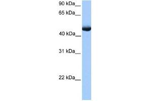 PAOX antibody used at 1 ug/ml to detect target protein. (PAOX 抗体)