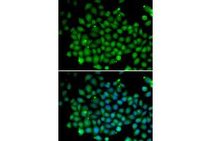 Immunofluorescence (IF) image for anti-Ubiquitin D (UBD) antibody (ABIN1876679) (UBD 抗体)