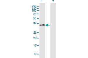 Western Blot analysis of GPR183 expression in transfected 293T cell line by GPR183 MaxPab polyclonal antibody. (GPR183 抗体  (AA 1-361))
