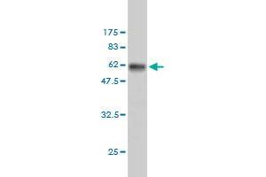 Western Blot detection against Immunogen (53. (RPS6 抗体  (AA 1-249))