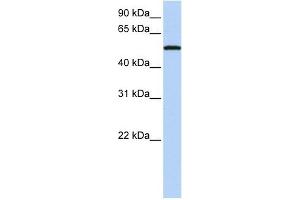 SIGLEC6 antibody used at 1 ug/ml to detect target protein. (SIGLEC6 抗体  (N-Term))