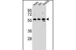 TRIM4 Antibody (N-term) (ABIN657212 and ABIN2846322) western blot analysis in A549,293,HepG2 cell line lysates (35 μg/lane). (TRIM4 抗体  (N-Term))