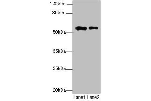 WDR34 antibody  (AA 1-210)