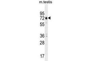 ANKRD5 Antibody (C-term) western blot analysis in mouse testis tissue lysates (35µg/lane). (ANKRD5 抗体  (C-Term))