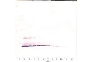 Image no. 3 for anti-Interleukin 7 (IL7) antibody (ABIN465350) (IL-7 抗体)
